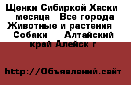 Щенки Сибиркой Хаски 2 месяца - Все города Животные и растения » Собаки   . Алтайский край,Алейск г.